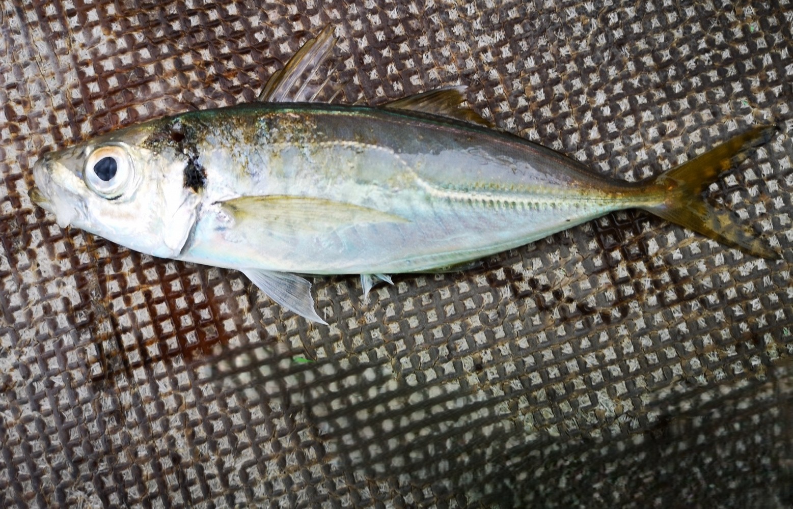 アジ