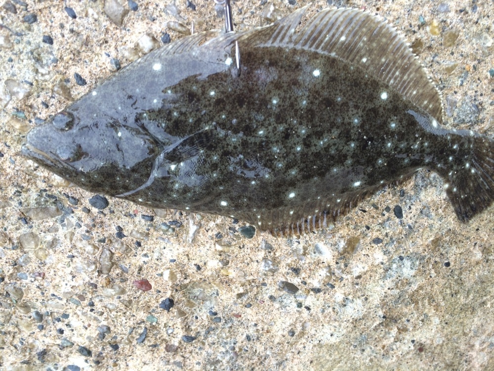 ヒラメ