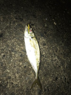 アジ