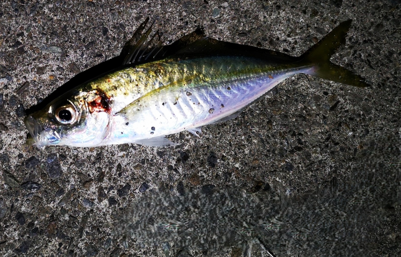 アジ